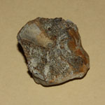 Insert image earl_fossil_00106a_150x150.jpg