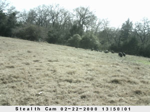 Insert farm_game_camera_01_2008_02_22_135801_300x225.jpg