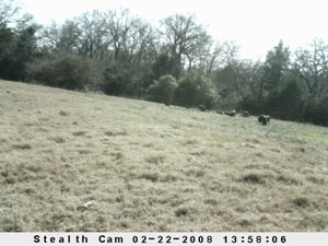 Insert farm_game_camera_01_2008_02_22_135806_300x225.jpg