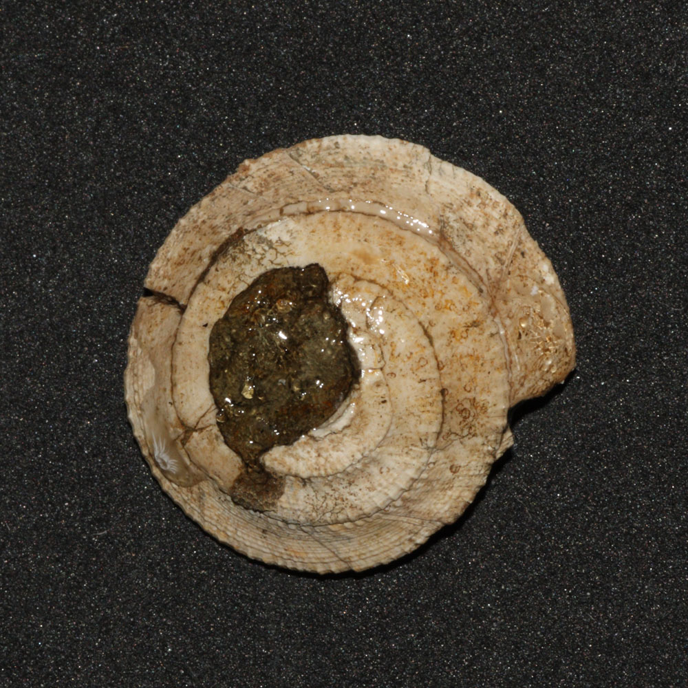 fossil_00109a_architectonica_scrobiculata_1000x1000.jpg