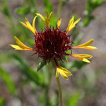 Put gaillardia_aestivalis_2009_07_05_153210_150x150.jpg here.