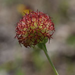 Put gaillardia_aestivalis_2009_07_05_153349_150x150.jpg here.