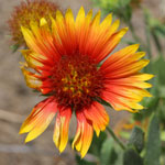 Put gaillardia_pulchella_2009_07_12_130233_150x150.jpg here.