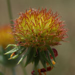 Put gaillardia_pulchella_2009_07_12_130353_150x150.jpg here.