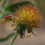 Put gaillardia_pulchella_2009_07_12_130415_150x150.jpg here.