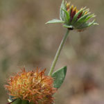 Put gaillardia_pulchella_2009_07_12_130540_150x150.jpg here.