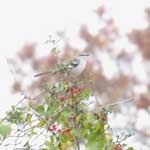 Northern Mockingbird