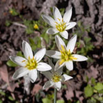 Put nothoscordum_bivalve_2007_04_01_162329_150x150.jpg here.