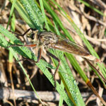 Sympetrum corruptum image