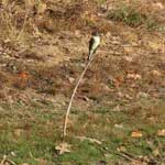 Eastern Phoebe