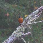 American Robin